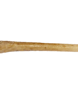 Régészet